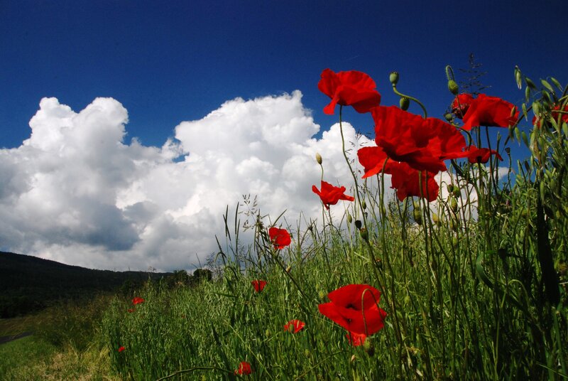 Red Poppies in Field — Dramatic, Afternoon, Photograph, Clouds, Grass