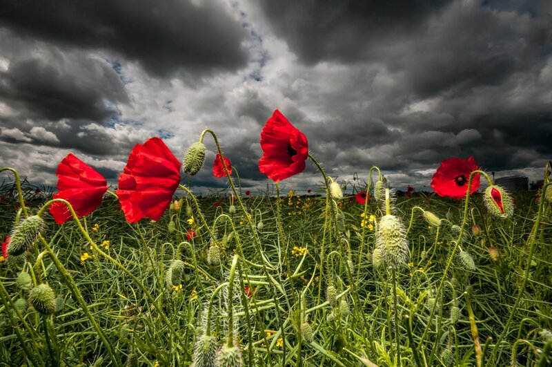 Red Poppies in Field — Dramatic, Afternoon, Photograph, Clouds, Green Stems