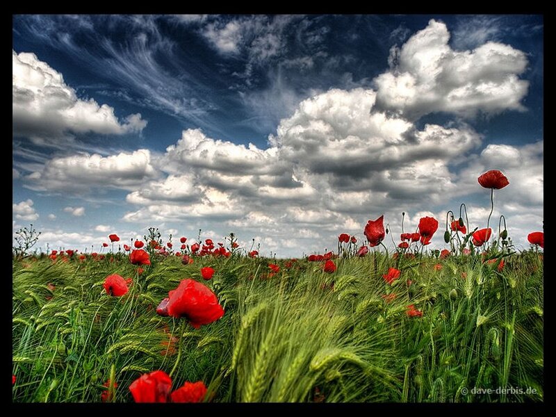 Red Poppies in Field — Dramatic, Afternoon, Photograph, Clouds