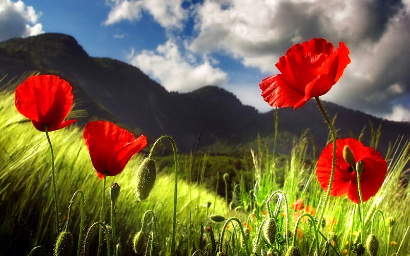 Red Poppies in Field — Dramatic, Afternoon, Photograph, Mountains