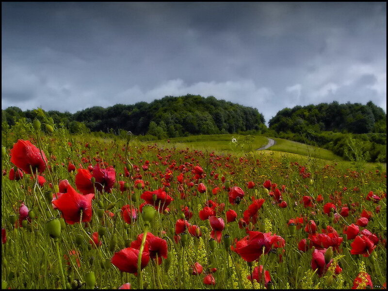 Red Poppies in Field — Dramatic, Afternoon, Photograph, Path