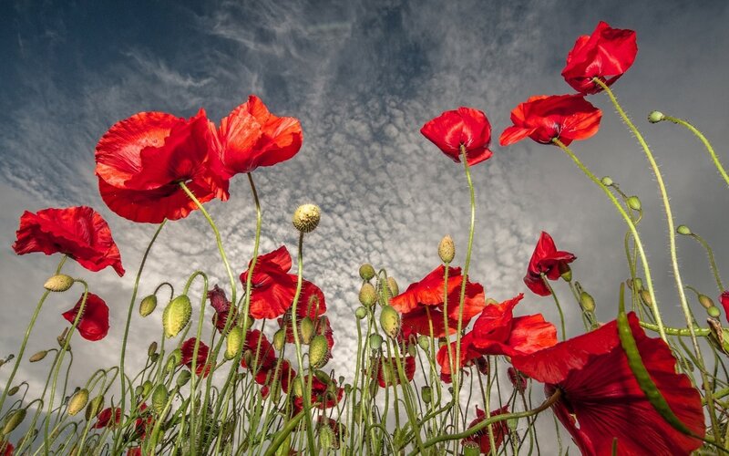 Red Poppies in Field — Dramatic, Afternoon, Photograph, Sky, Clouds, Buds