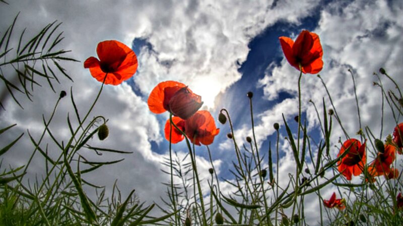Red Poppies in Field — Dramatic, Afternoon, Photograph, Sky, Clouds, Grass