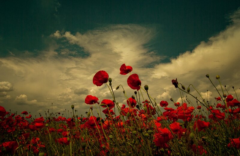 Red Poppies in Field — Dramatic, Afternoon, Photograph, Sky, Clouds
