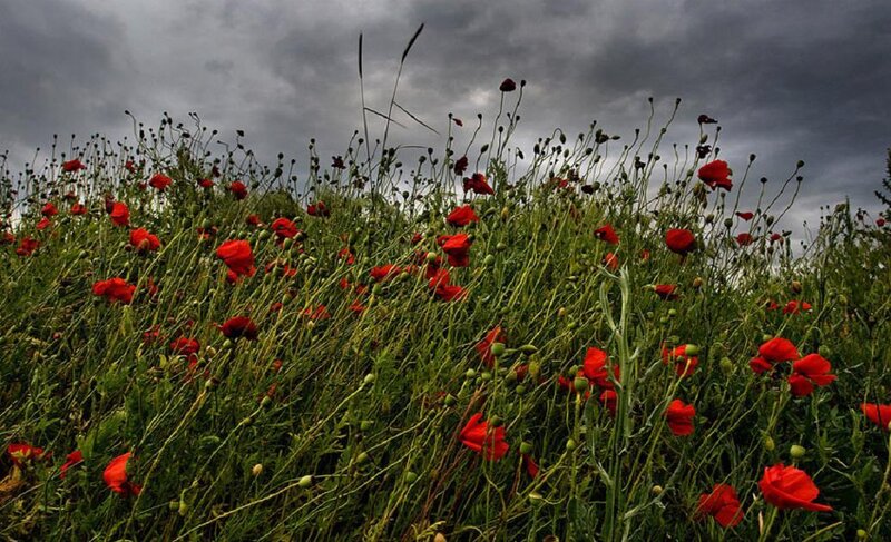 Red Poppies in Field — Dramatic, Afternoon, Photograph
