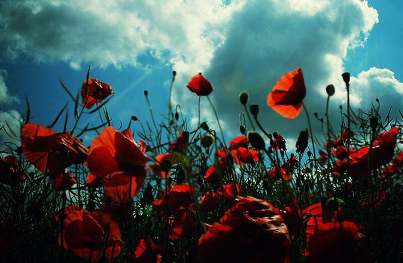 Red Poppies in Field — Dramatic, Afternoon