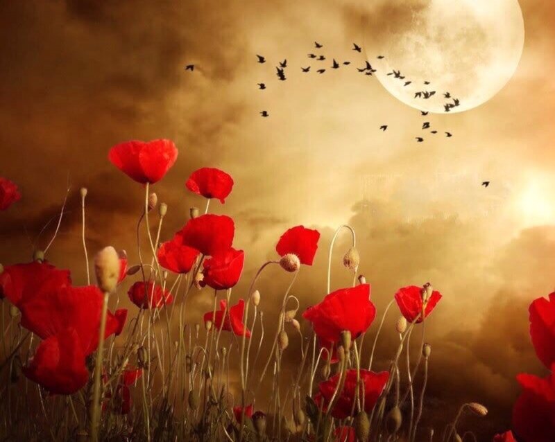 Red Poppies in Field — Dramatic, Night, Digital Art