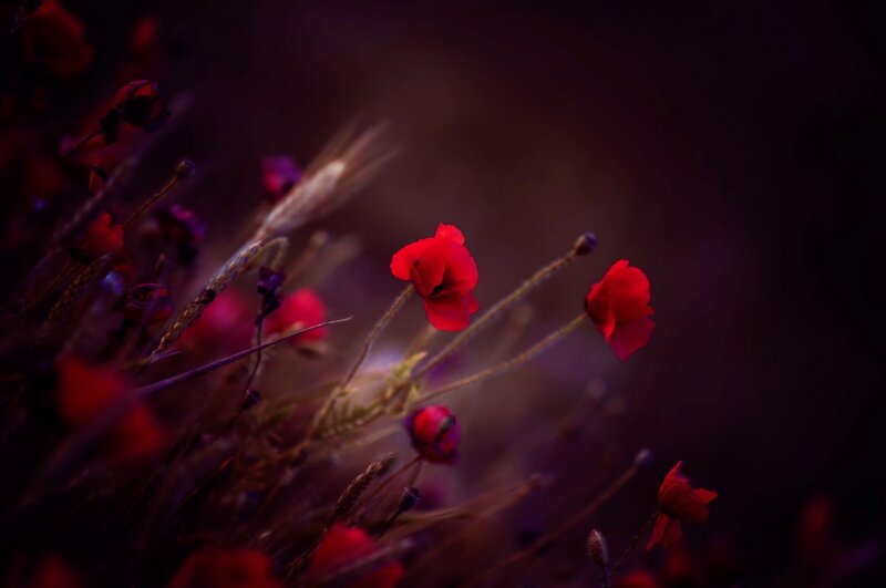 Red Poppies in Field — Dramatic, Night, Photograph, Grass
