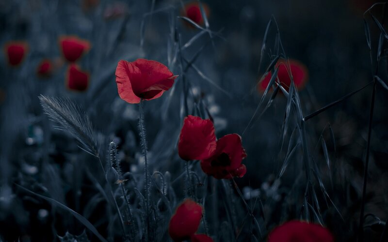 Red Poppies in Field — Dramatic, Night, Photograph