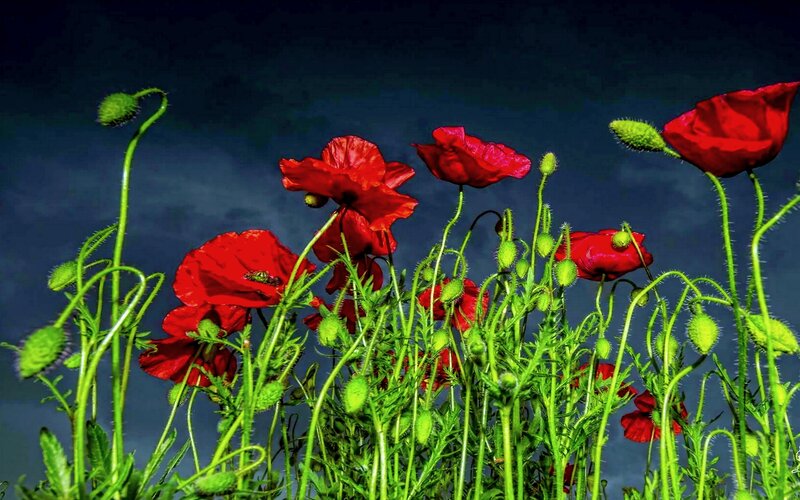 Red Poppies in Field — Dramatic, Night