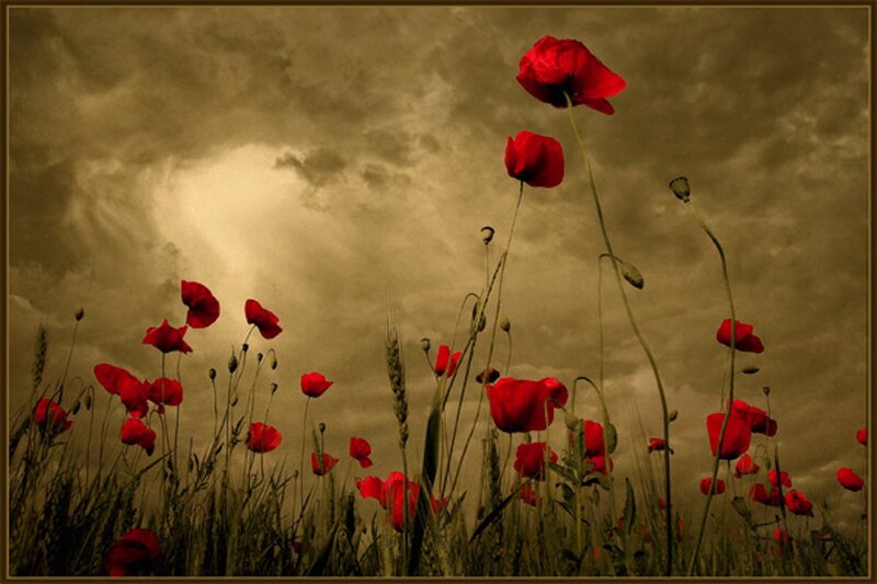 Red Poppies in Field — Dramatic, Photograph, Clouds