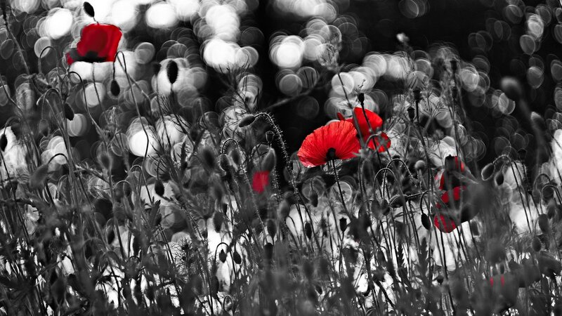 Red Poppies in Field — Dramatic, Photograph, Flowers, Grass, Bokeh