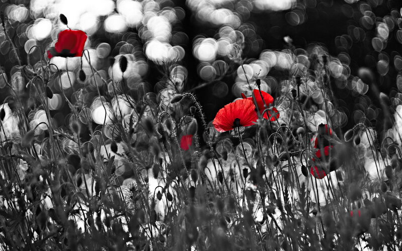 Red Poppies in Field — Dramatic, Photograph, Flowers, Grass