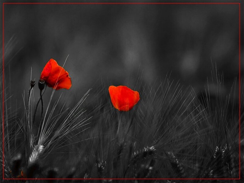 Red Poppies in Field — Dramatic, Photograph, Flowers