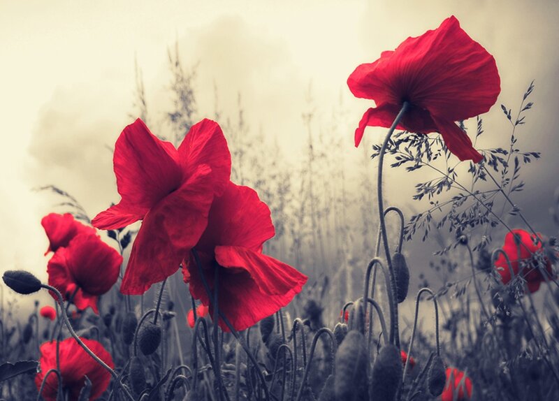 Red Poppies in Field — Dramatic, Photograph, Grass