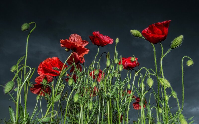 Red Poppies in Field — Dramatic, Photograph, Green Stems