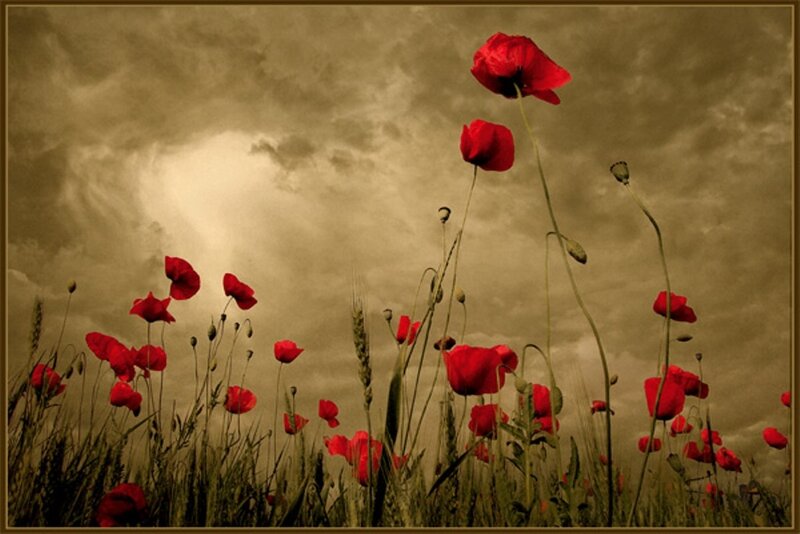 Red Poppies in Field — Dramatic, Photograph, Sky, Grass