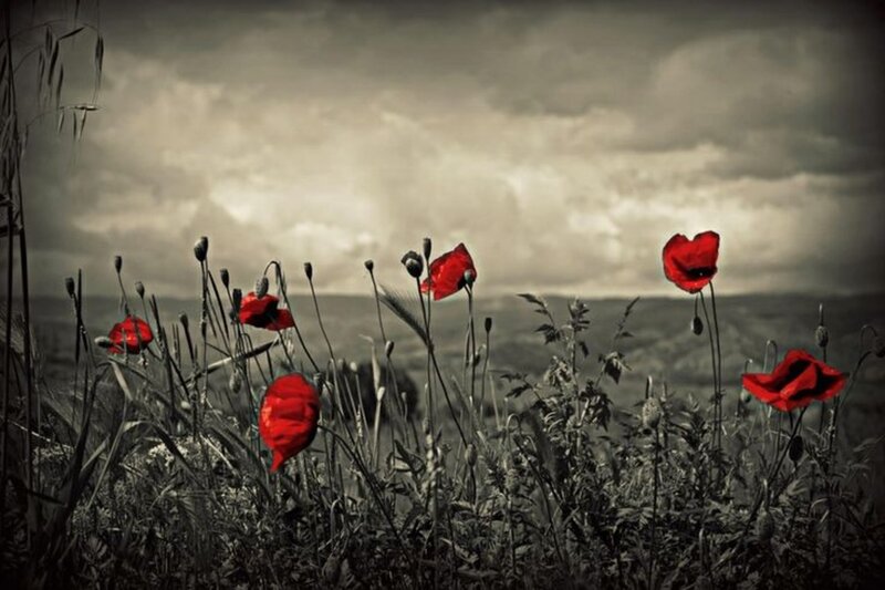 Red Poppies in Field — Dramatic, Photograph, Sky