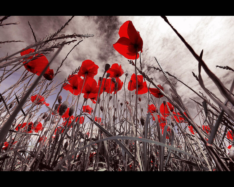 Red Poppies in Field — Dramatic, Photograph
