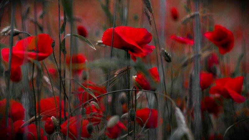Red Poppies in Field — Dramatic, Photograph, Wheat, Grass