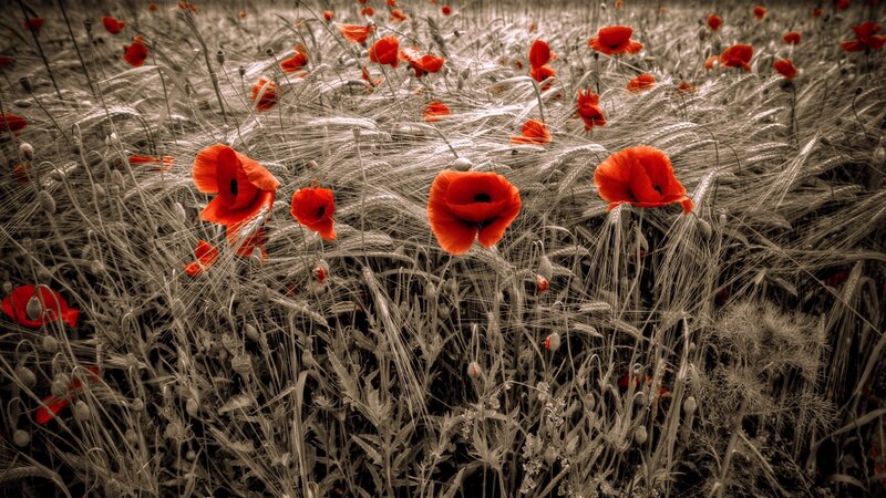 Red Poppies in Field — Dramatic, Photograph, Wheat