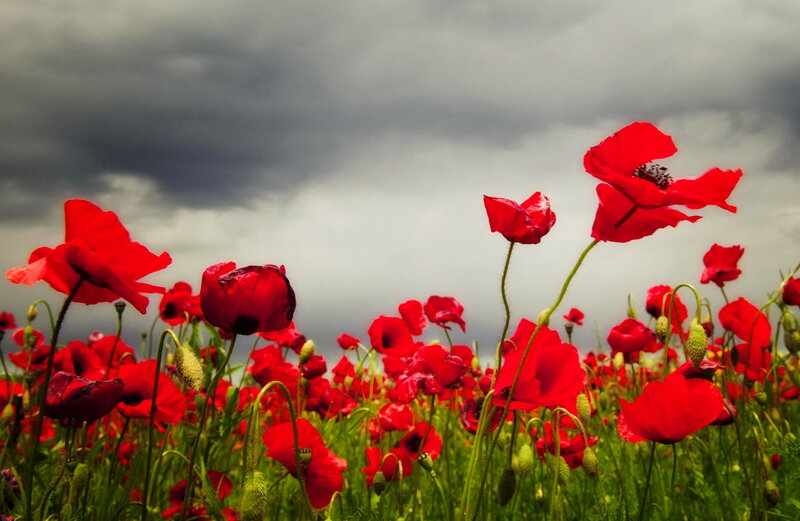 Red Poppies in Field — Dramatic, Spring, Photograph