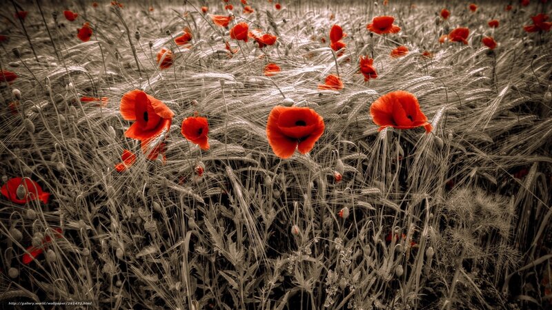 Red Poppies in Field — Dramatic, Spring, Photograph, Wheat