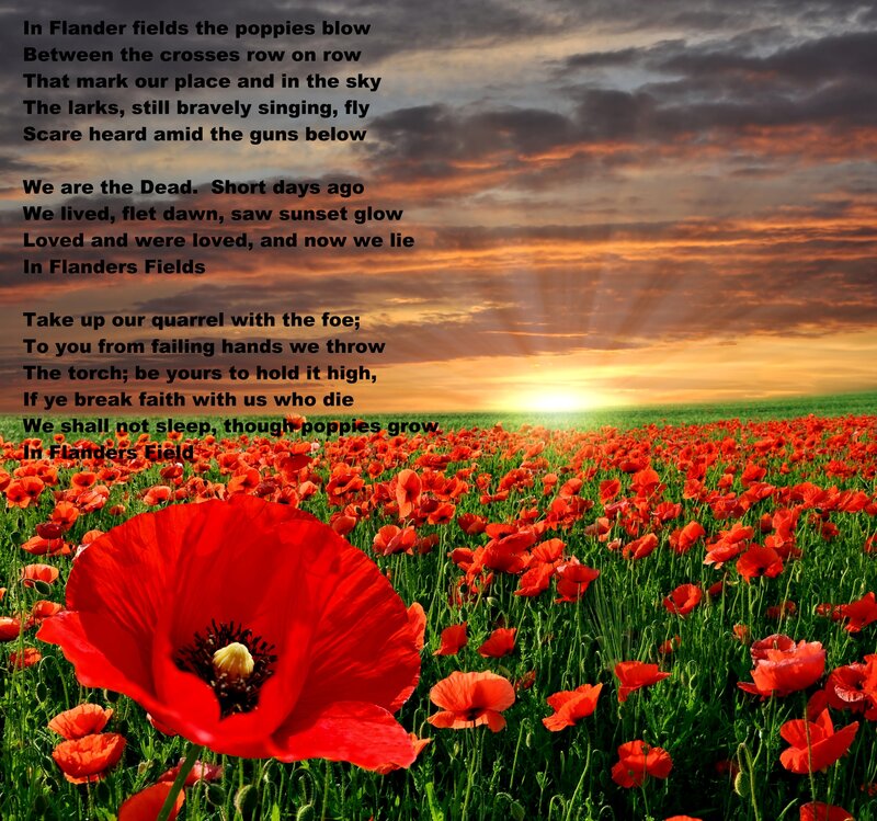 Red Poppies in Field — Dramatic, Sunrise