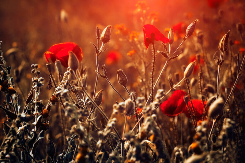 Red Poppies in Field — Dramatic, Sunset, Photograph, Buds