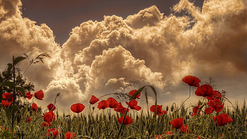 Red Poppies in Field — Dramatic, Sunset, Photograph, Clouds