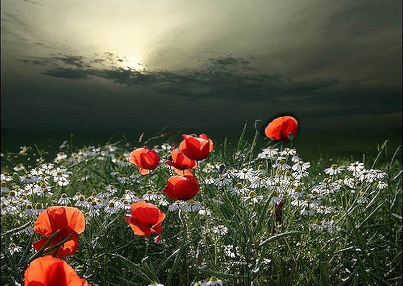 Red Poppies in Field — Dramatic, Sunset, Photograph, Daisies