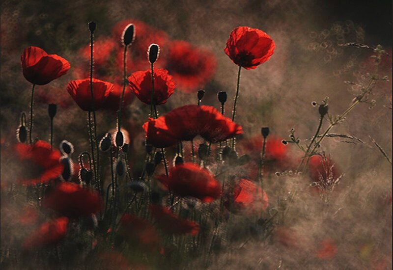 Red Poppies in Field — Dramatic, Sunset, Photograph, Flowers