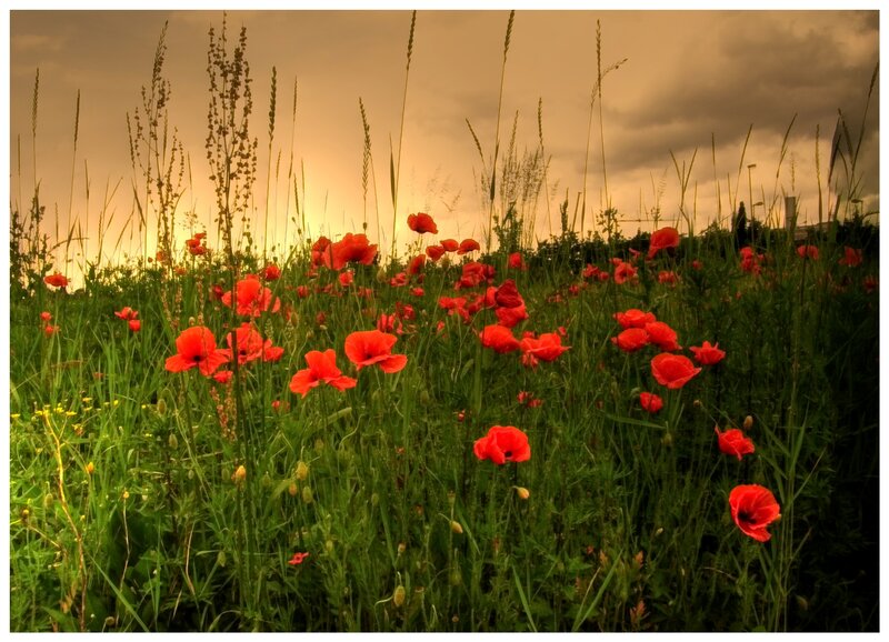 Red Poppies in Field — Dramatic, Sunset, Photograph, Grass, Sky