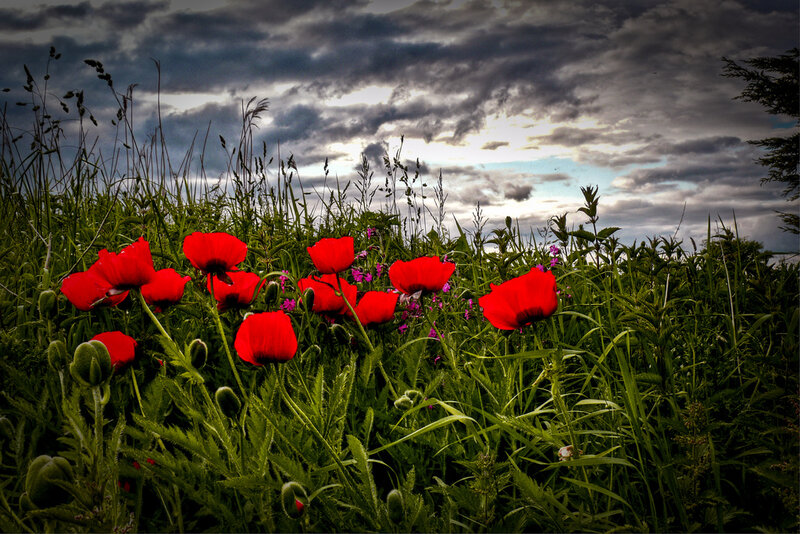 Red Poppies in Field — Dramatic, Sunset, Photograph, Grass