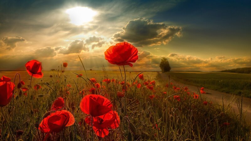 Red Poppies in Field — Dramatic, Sunset, Photograph, Path
