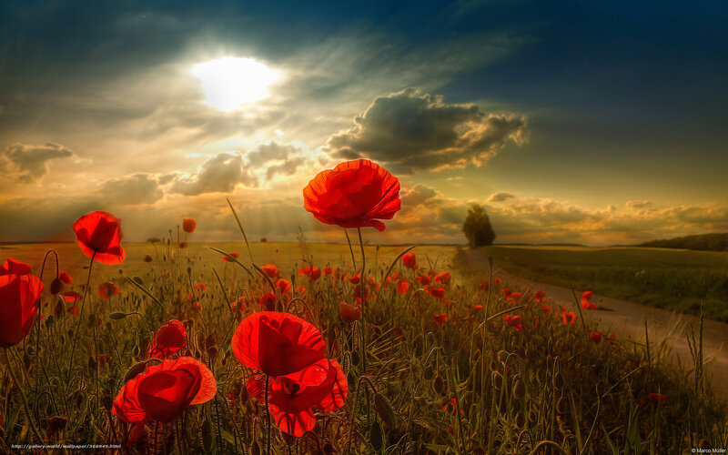 Red Poppies in Field — Dramatic, Sunset, Photograph, Road