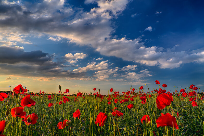 Red Poppies in Field — Dramatic, Sunset, Photograph, Sky, Clouds, Grass