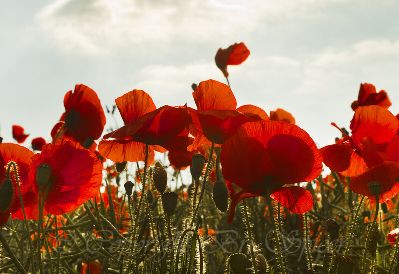 Red Poppies in Field — Dramatic, Sunset, Photograph, Sky, Clouds