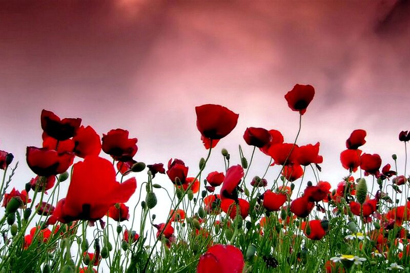 Red Poppies in Field — Dramatic, Sunset, Photograph, Sky, Grass