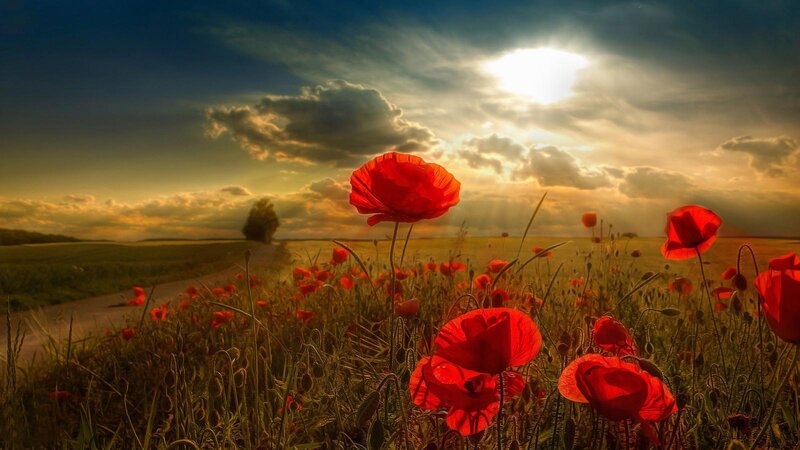 Red Poppies in Field — Dramatic, Sunset, Photograph, Sky, Sun