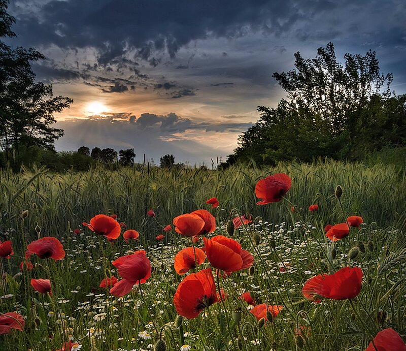 Red Poppies in Field — Dramatic, Sunset, Photograph, Sky, Trees