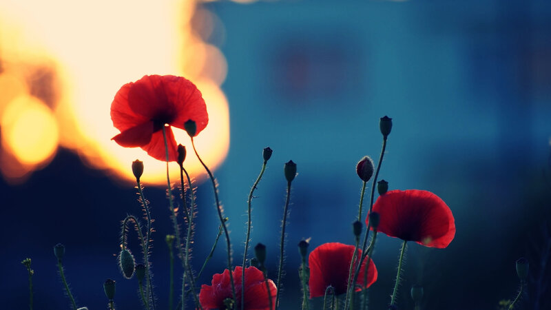 Red Poppies in Field — Dramatic, Sunset, Photograph, Sun, Buds