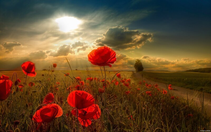 Red Poppies in Field — Dramatic, Sunset, Photograph, Sun, Clouds, Path