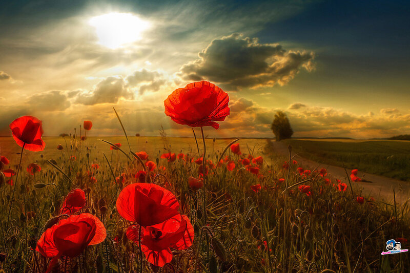 Red Poppies in Field — Dramatic, Sunset, Photograph, Sun, Clouds, Road