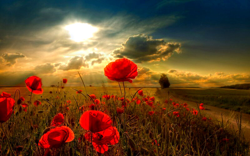 Red Poppies in Field — Dramatic, Sunset, Photograph, Sun, Clouds