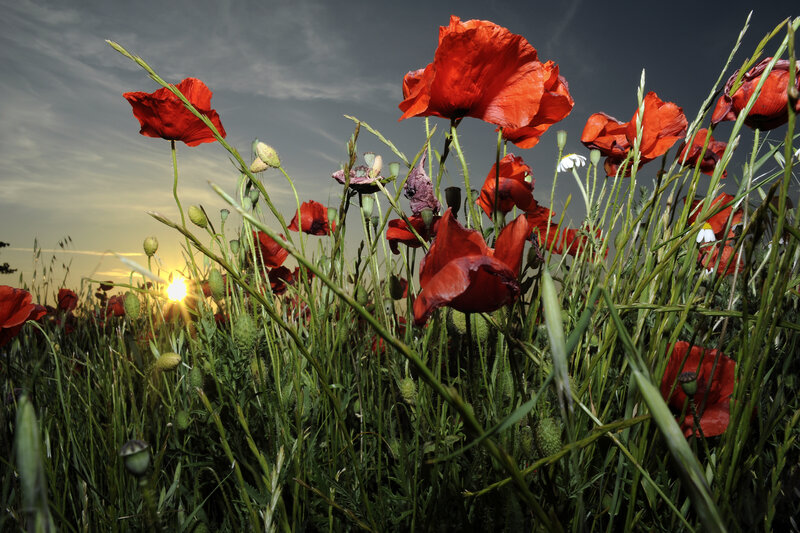 Red Poppies in Field — Dramatic, Sunset, Photograph, Sun, Grass
