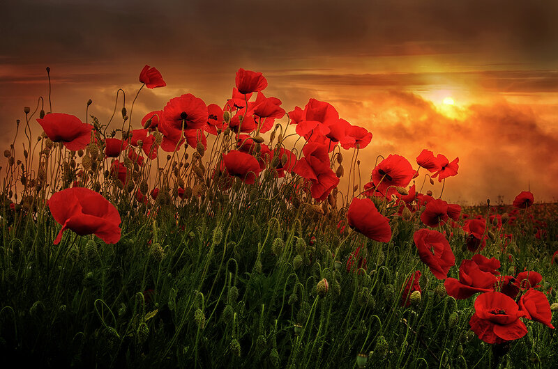 Red Poppies in Field — Dramatic, Sunset, Photograph, Sun, Sky, Clouds
