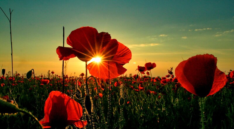 Red Poppies in Field — Dramatic, Sunset, Photograph, Sun, Sky