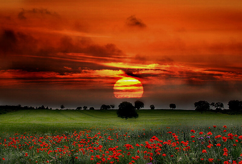Red Poppies in Field — Dramatic, Sunset, Photograph, Sun