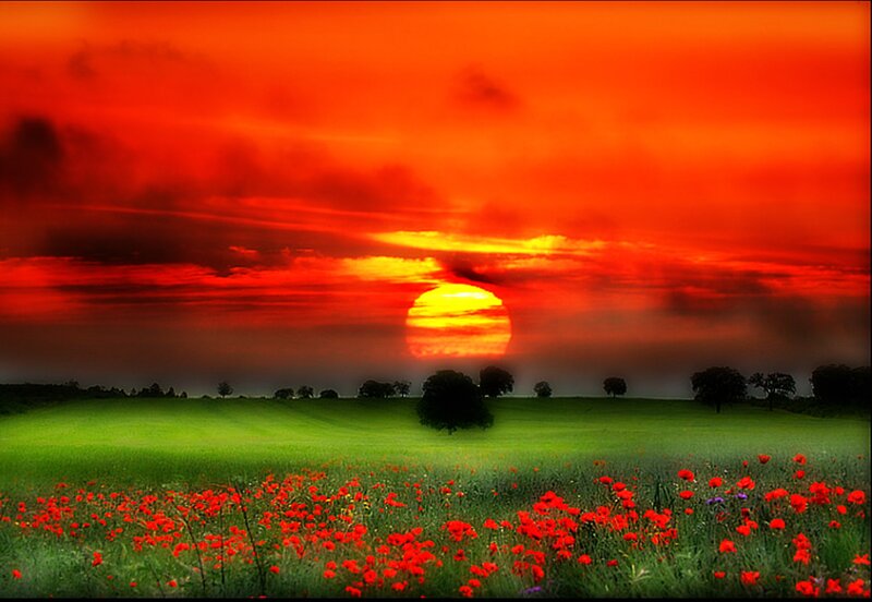 Red Poppies in Field — Dramatic, Sunset, Photograph, Sun, Trees
